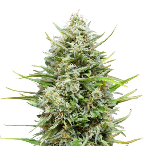 Platinum Kush cannabis seeds packaging — Royal King Seeds Australia