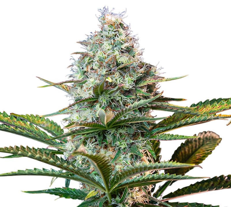Platinum OG cannabis seeds packaging — Royal King Seeds Australia
