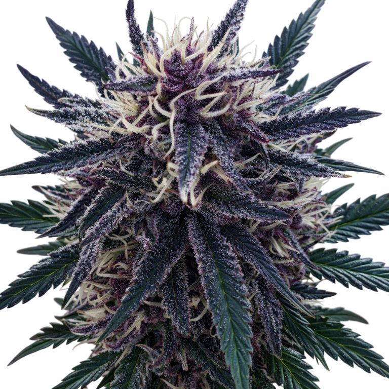 Platinum Purple Kush cannabis seeds packaging — Royal King Seeds Australia