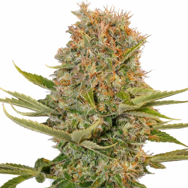 Platinum Wreck cannabis seeds packaging — Royal King Seeds Australia