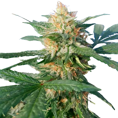 Pluto Kush cannabis seeds packaging — Royal King Seeds Australia