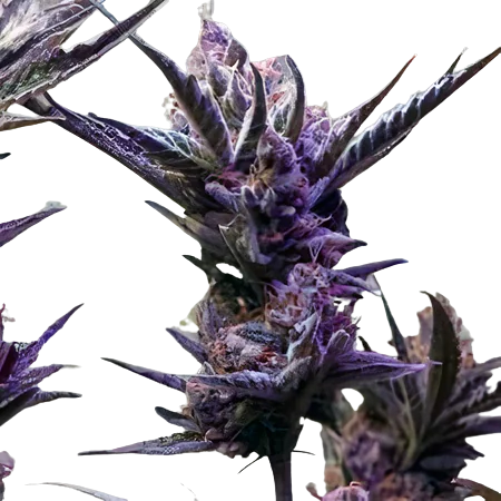 Pop Rox cannabis seeds packaging — Royal King Seeds Australia