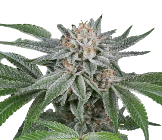 Popcorn Kush cannabis seeds packaging — Royal King Seeds Australia
