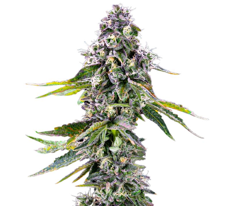 Pot of Gold cannabis seeds packaging — Royal King Seeds Australia