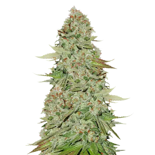 Power Kush cannabis seeds packaging — Royal King Seeds Australia