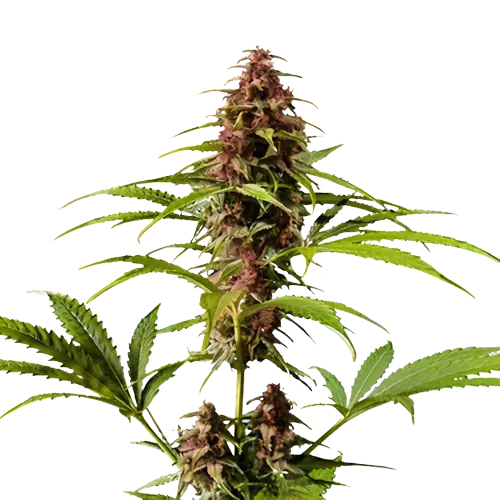 Pre-98 Bubba Kush cannabis seeds packaging — Royal King Seeds Australia