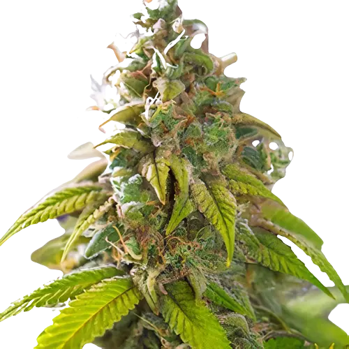Primus cannabis seeds packaging — Royal King Seeds Australia