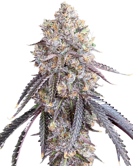 Project Blue Book cannabis seeds packaging — Royal King Seeds Australia