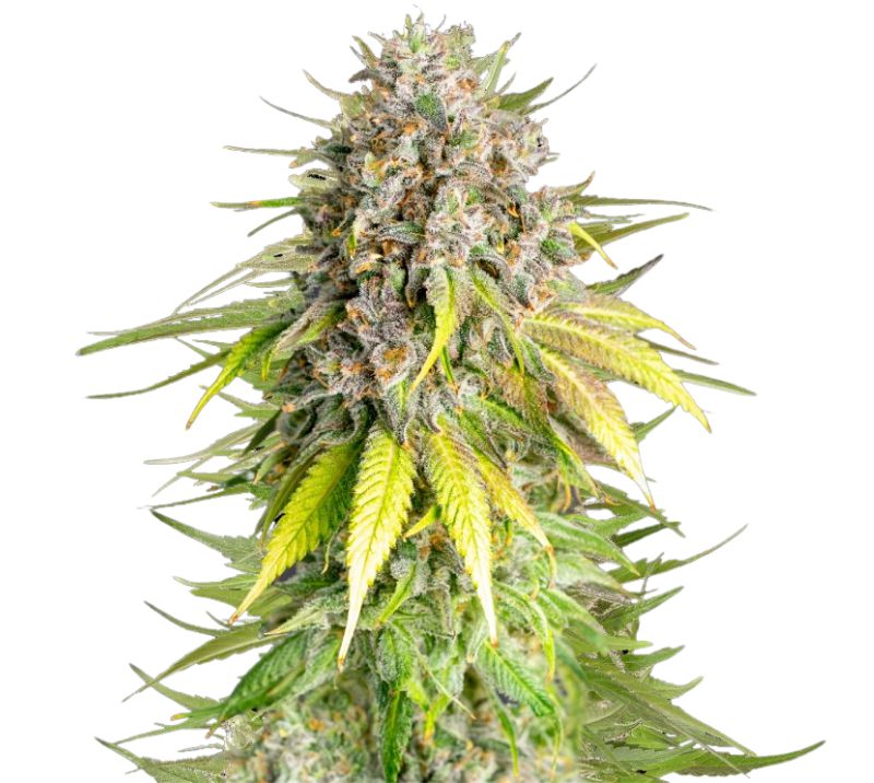 Punch Pie cannabis seeds packaging — Royal King Seeds Australia