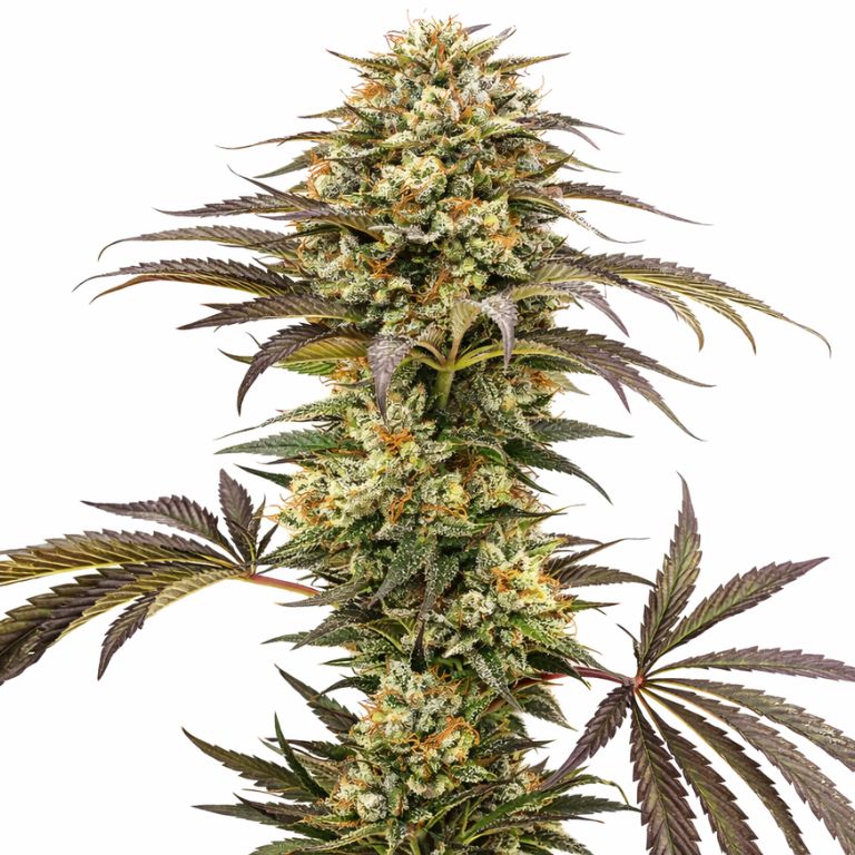 Pure Afghan cannabis seeds packaging — Royal King Seeds Australia
