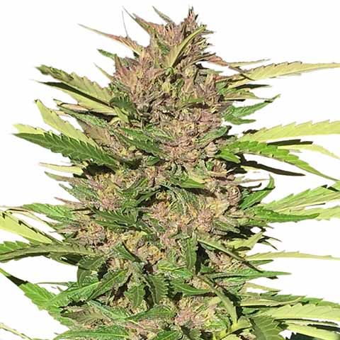 Pure Indica cannabis seeds packaging — Royal King Seeds Australia