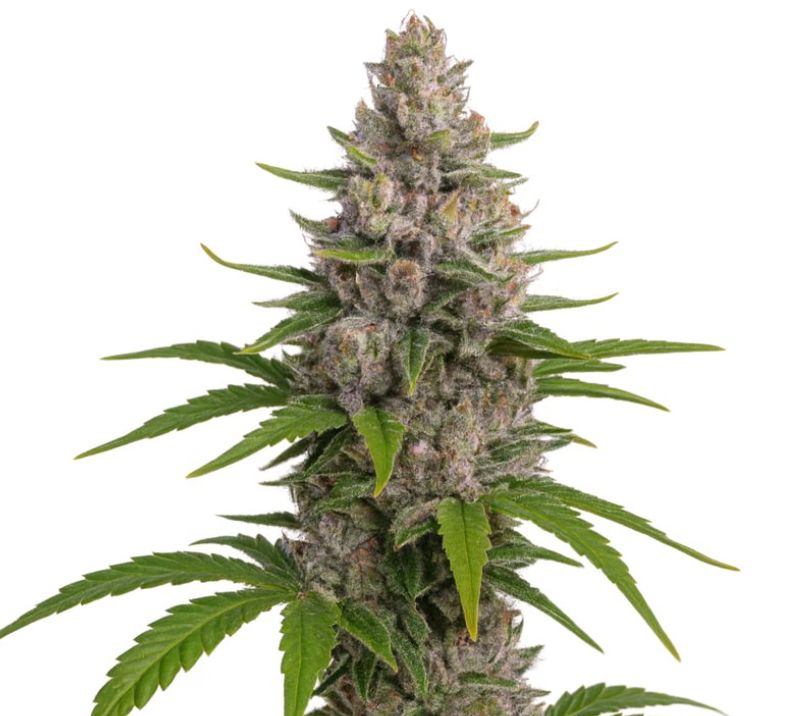 Pure Kush cannabis seeds packaging — Royal King Seeds Australia