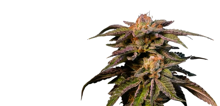 Pure Love cannabis seeds packaging — Royal King Seeds Australia