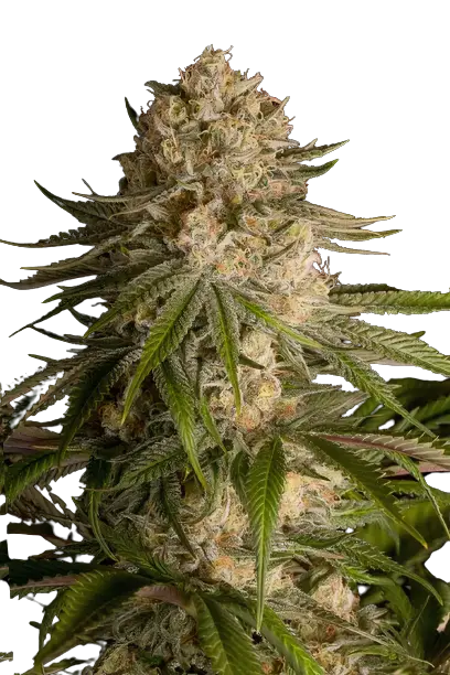 Pure OG cannabis seeds packaging — Royal King Seeds Australia