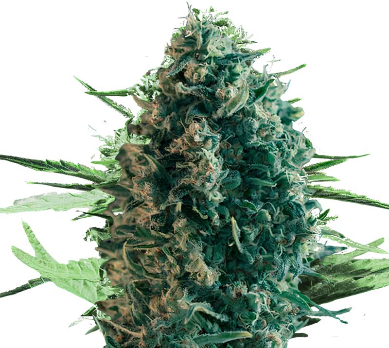 Pure Power Plant cannabis seeds packaging — Royal King Seeds Australia
