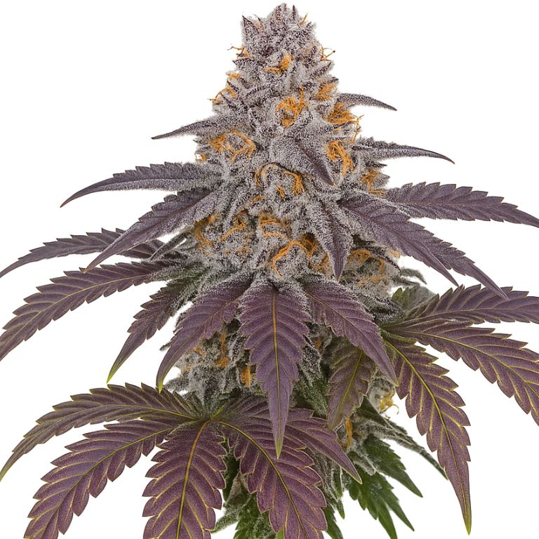 Purple 43 cannabis seeds packaging — Royal King Seeds Australia