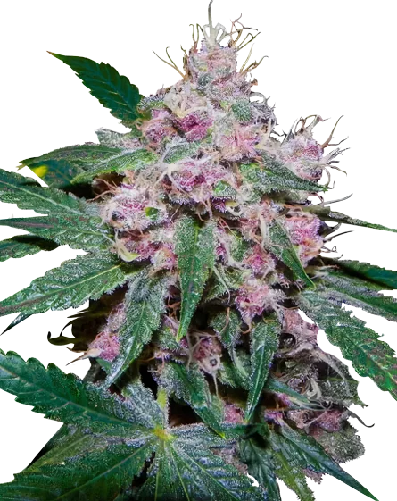 Purple Afghani cannabis seeds packaging — Royal King Seeds Australia