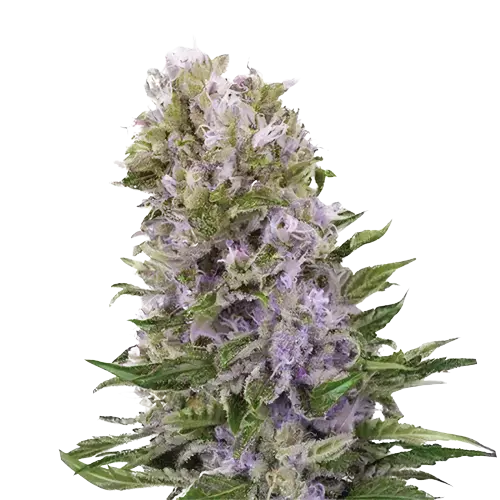 Purple Alien OG Feminized