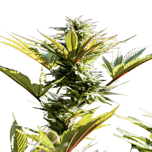 Purple Arrow Feminized