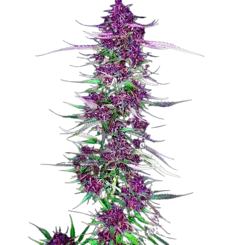 Purple Berry cannabis seeds packaging — Royal King Seeds Australia