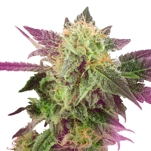 Purple Bubba Feminized