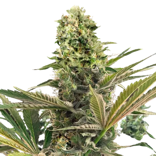 Purple Buddha cannabis seeds packaging — Royal King Seeds Australia