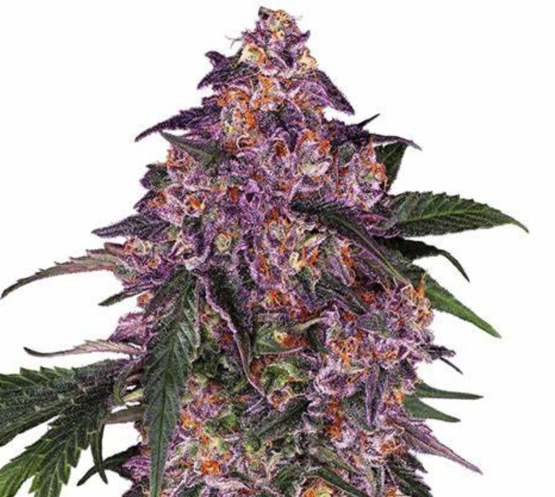 Purple Bush cannabis seeds packaging — Royal King Seeds Australia
