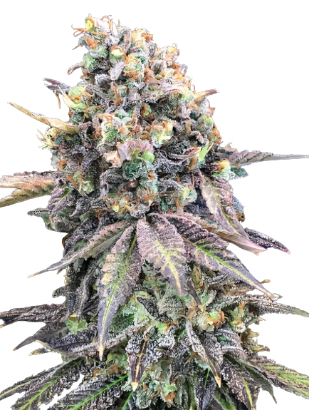 Purple Candy cannabis seeds packaging — Royal King Seeds Australia