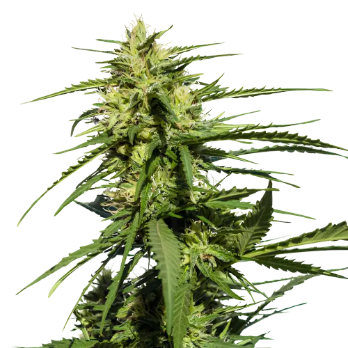 Purple Chemdawg cannabis seeds packaging — Royal King Seeds Australia