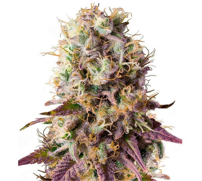 Purple Cotton Candy cannabis seeds packaging — Royal King Seeds Australia