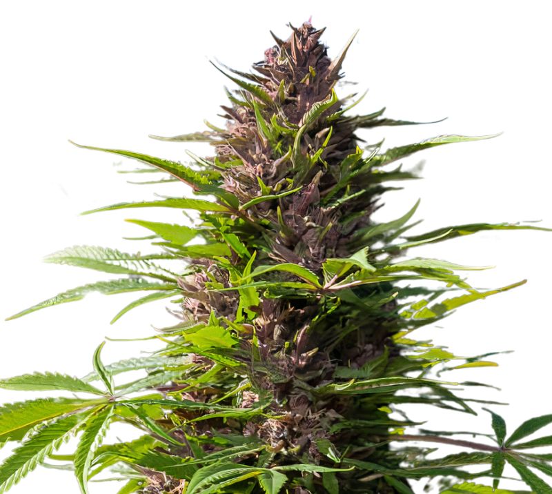 Purple Dragon cannabis seeds packaging — Royal King Seeds Australia