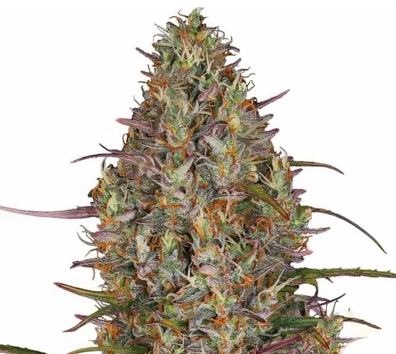 Purple Elephant cannabis seeds packaging — Royal King Seeds Australia