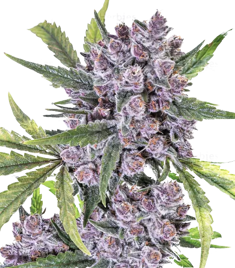 Purple Gorilla cannabis seeds packaging — Royal King Seeds Australia