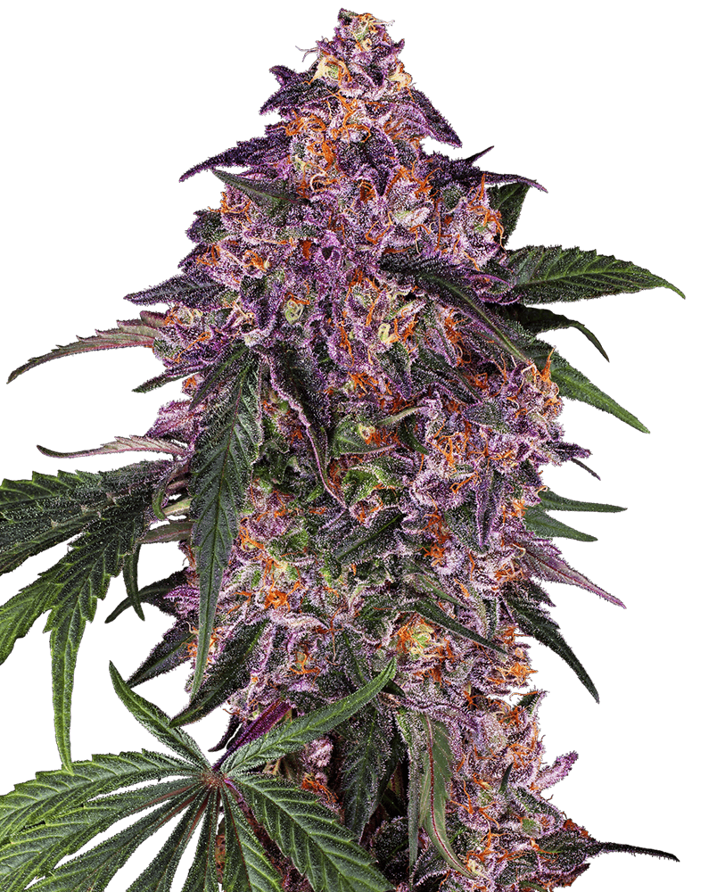 Purple Hindu Kush cannabis seeds packaging — Royal King Seeds Australia