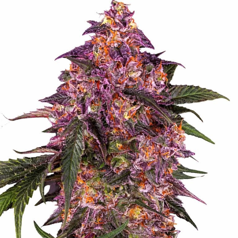 Purple Kush cannabis seeds packaging — Royal King Seeds Australia