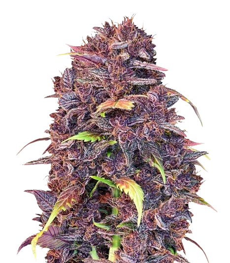 Purple Lemonade cannabis seeds packaging — Royal King Seeds Australia