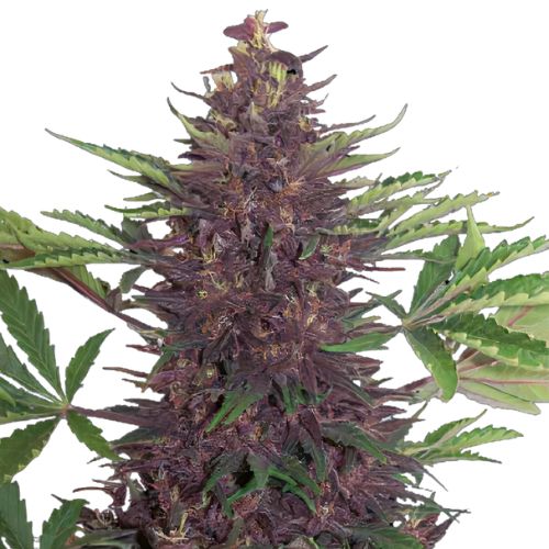 Purple Martian Kush cannabis seeds packaging — Royal King Seeds Australia