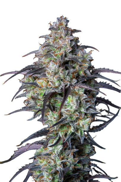 Purple Monkey Balls cannabis seeds packaging — Royal King Seeds Australia