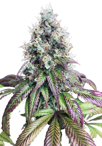 Purple Mr. Nice cannabis seeds packaging — Royal King Seeds Australia