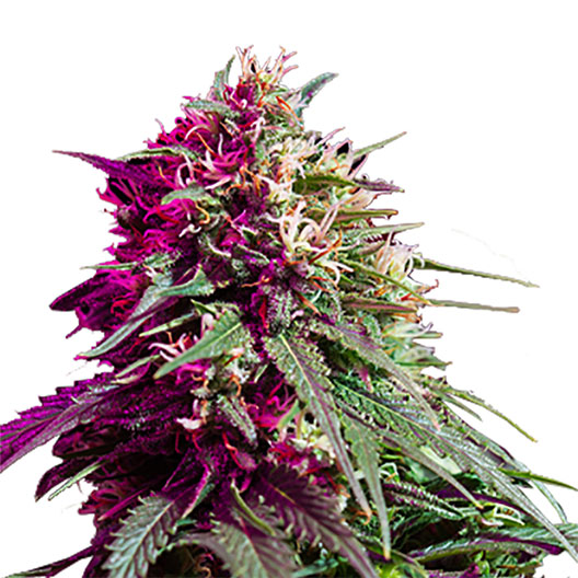 Purple Nepal Candy cannabis seeds packaging — Royal King Seeds Australia