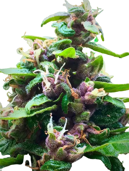 Purple Nepal cannabis seeds packaging — Royal King Seeds Australia