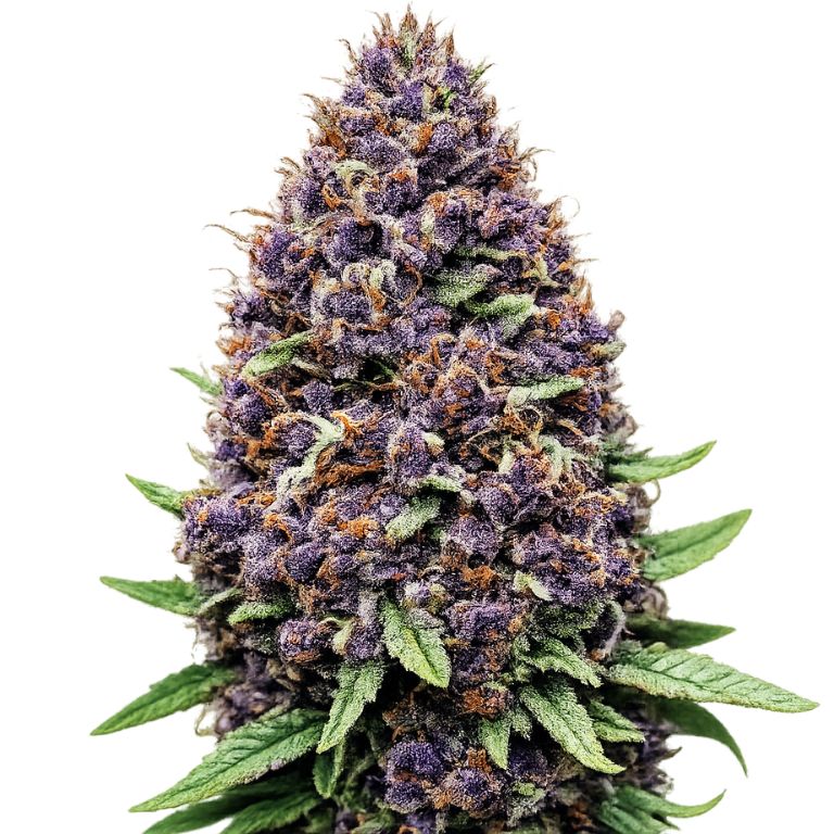 Purple OG cannabis seeds packaging — Royal King Seeds Australia