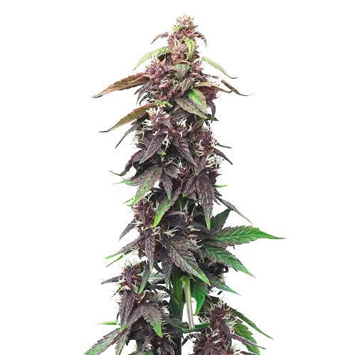 Purple OG Kush cannabis seeds packaging — Royal King Seeds Australia