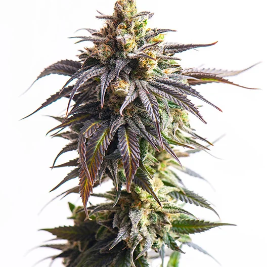 Purple Pantera cannabis seeds packaging — Royal King Seeds Australia