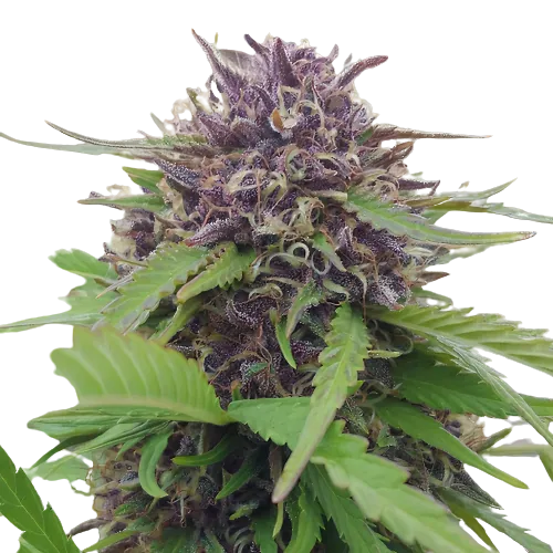 Purple Panty Dropper cannabis seeds packaging — Royal King Seeds Australia