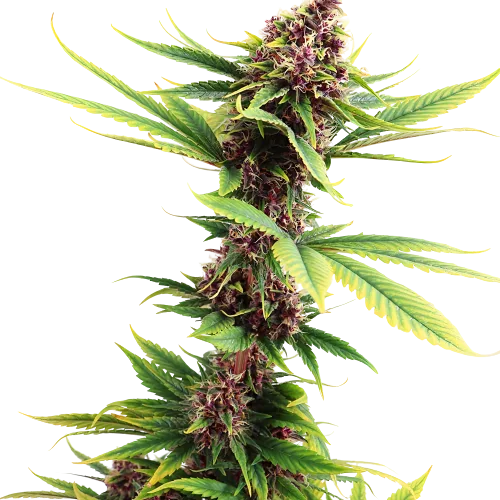 Purple Passion cannabis seeds packaging — Royal King Seeds Australia