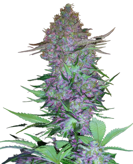 Purple Skunk cannabis seeds packaging — Royal King Seeds Australia