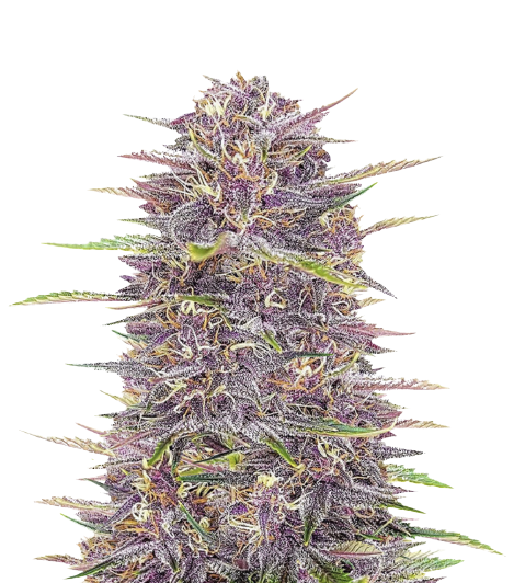 Purple Sour Diesel cannabis seeds packaging — Royal King Seeds Australia