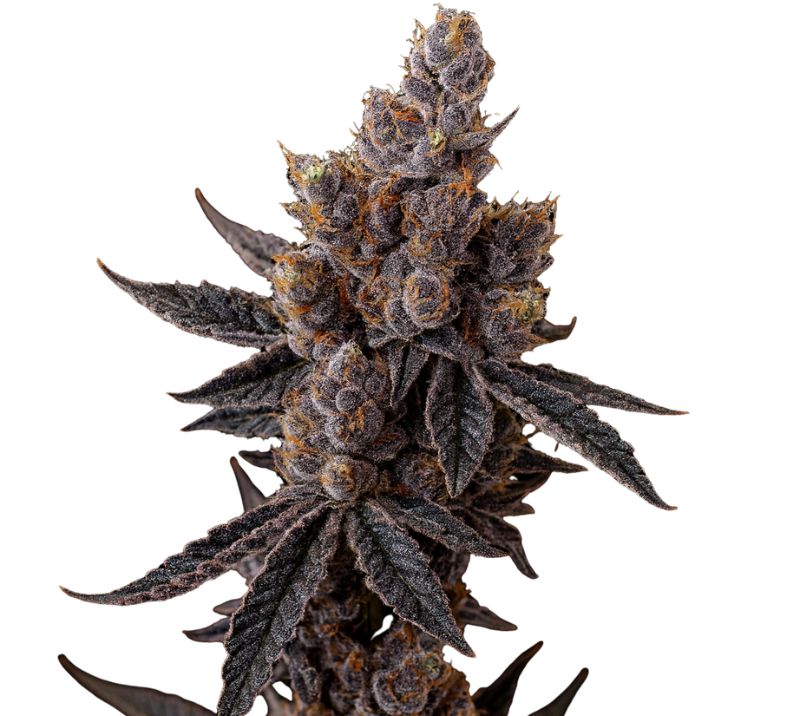 Purple Star cannabis seeds packaging — Royal King Seeds Australia