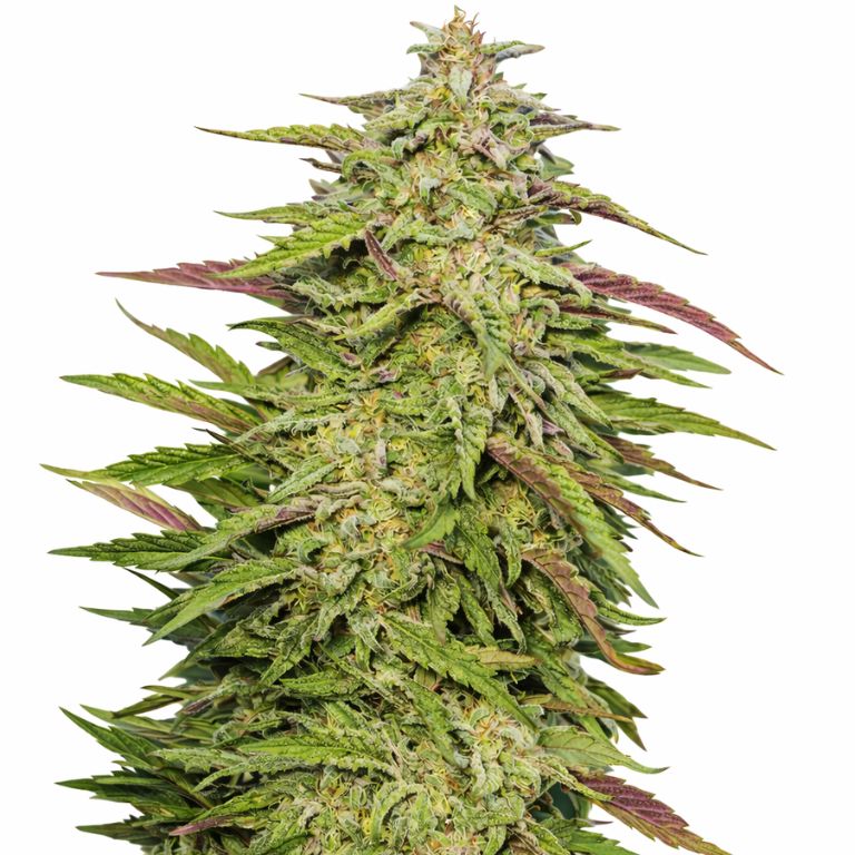 Purple Trainwreck cannabis seeds packaging — Royal King Seeds Australia